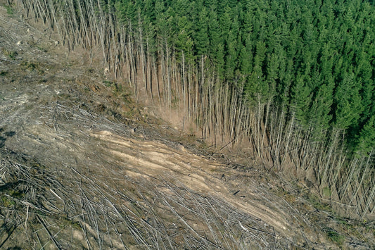 La loi européenne sur la déforestation : l'avenir de la torréfaction et de l'approvisionnement en café