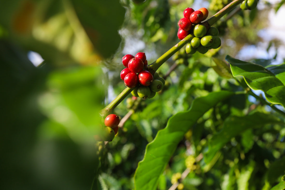 Ambición Coffee Roasters ouvre ses portes au public!