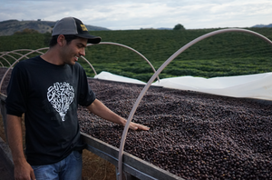 Capadocia #2 - Coffee grains Brazil 1kg