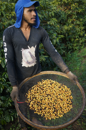 Capadocia #2 - Coffee grains Brazil 1kg