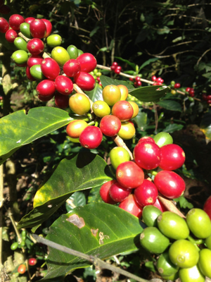 Caballero #2 - Coffee grains Honduras 200g