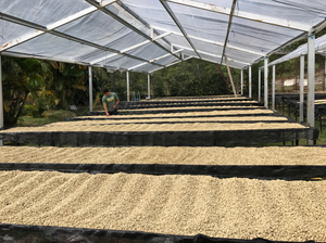 Caballero #2 - Cafe en grain Honduras 1kg