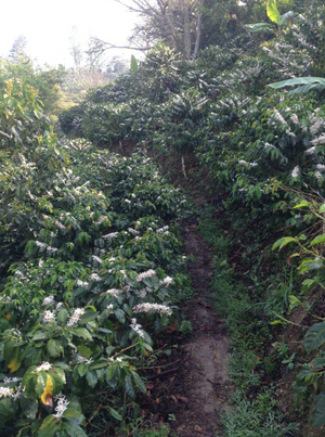 El Durazno #3 - Coffee grains Honduras 200g