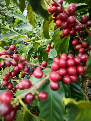 Villa Clabelina - Coffee grains Colombia 1kg