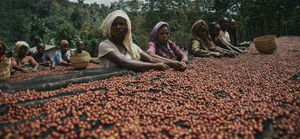 Yosef Yohannis #3 - Coffee grains Ethiopia 200g