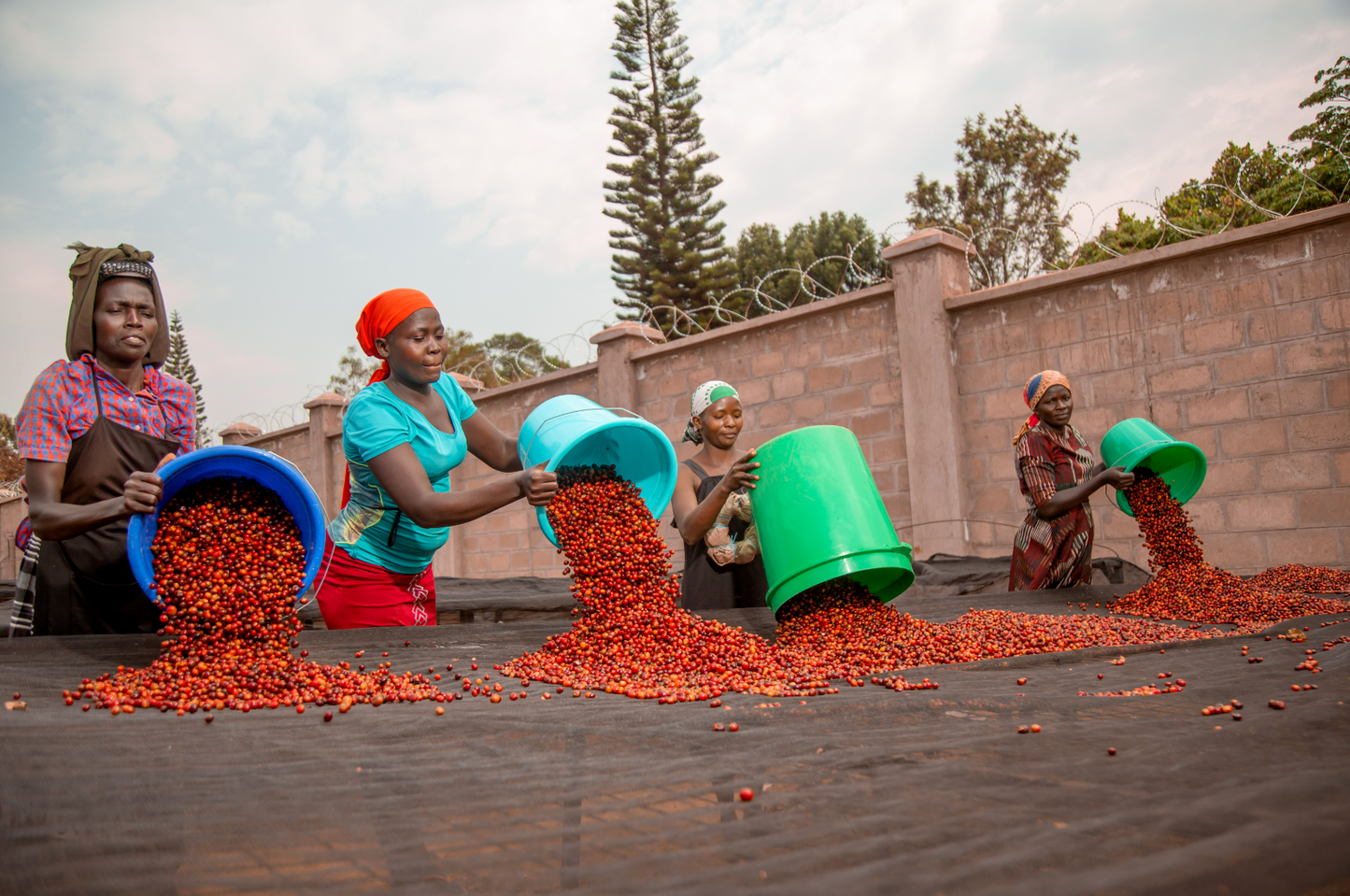 Musana #2 - Cafe en grain Ouganda